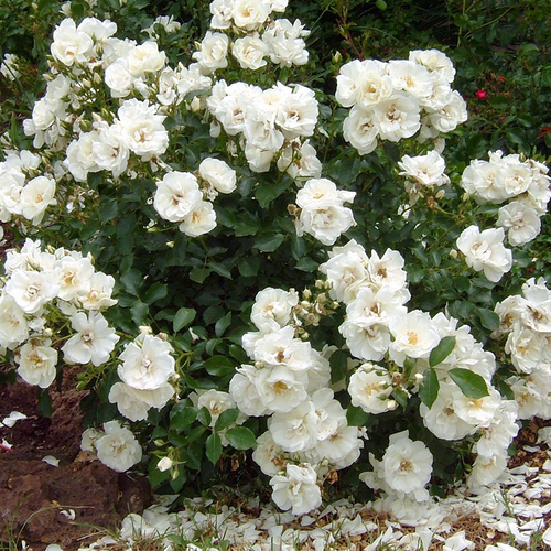 White Flower Carpet Rose Covered in Blooms