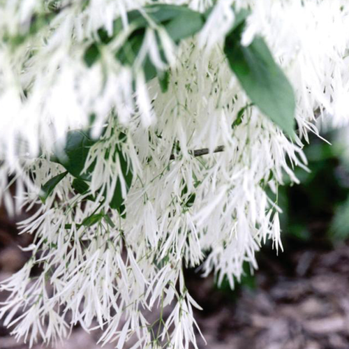 White Fringetree Foliage