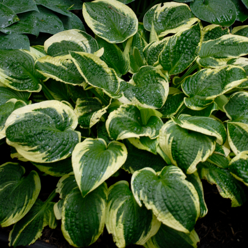 Wide Brim Hosta Foliage Growing