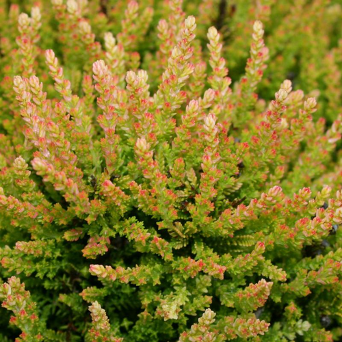 Winter Chocolate Heather Blooming