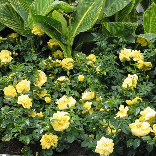 Yellow Flower Carpet Rose Covered in Blooms
