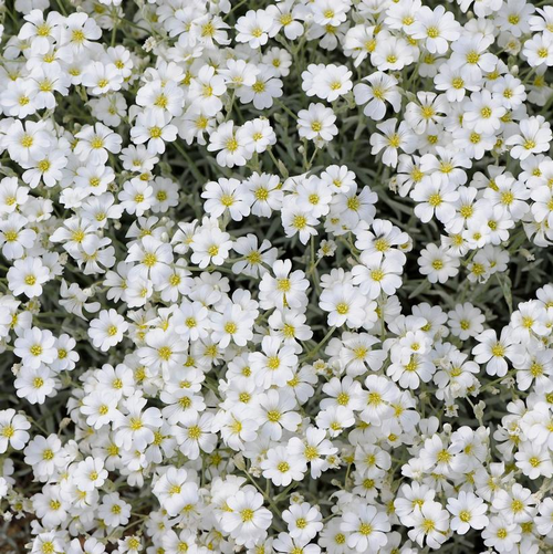 Yo Yo Snow in Summer Covered in Flowers